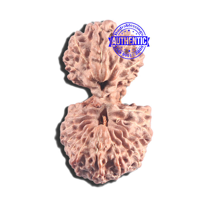 20 Mukhi Indonesian Gaurishankar Rudraksha - Bead 77