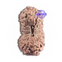 Load image into Gallery viewer, 20 Mukhi Indonesian Rudraksha - Bead 23
