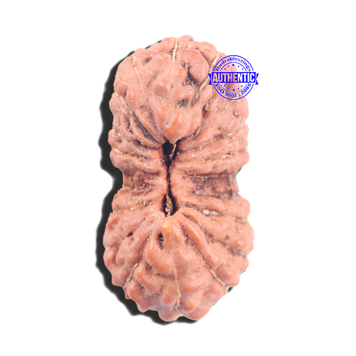 20 Mukhi Indonesian Rudraksha - Bead 105