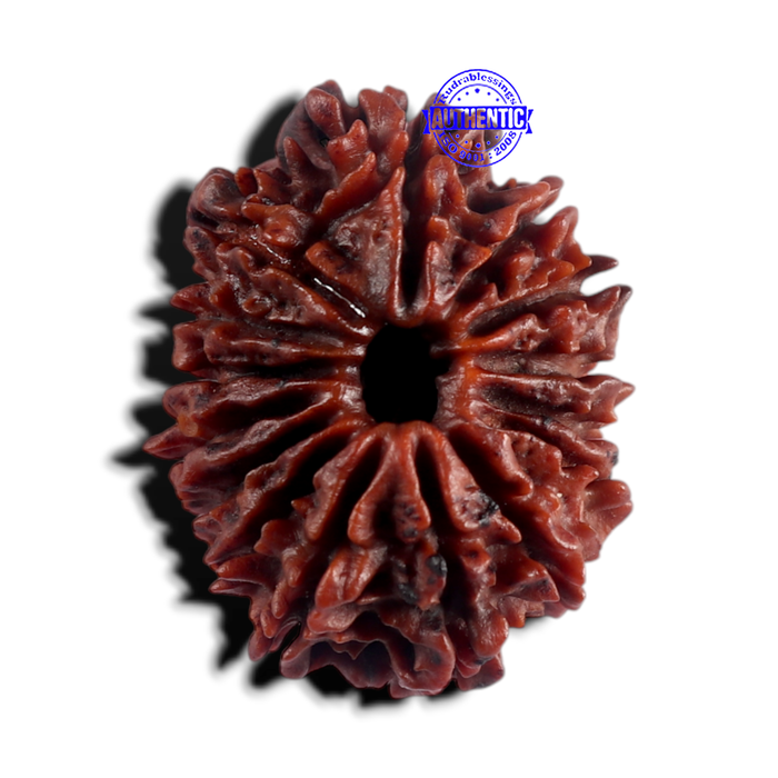 15 Mukhi Rudraksha from Nepal - Bead No. 22