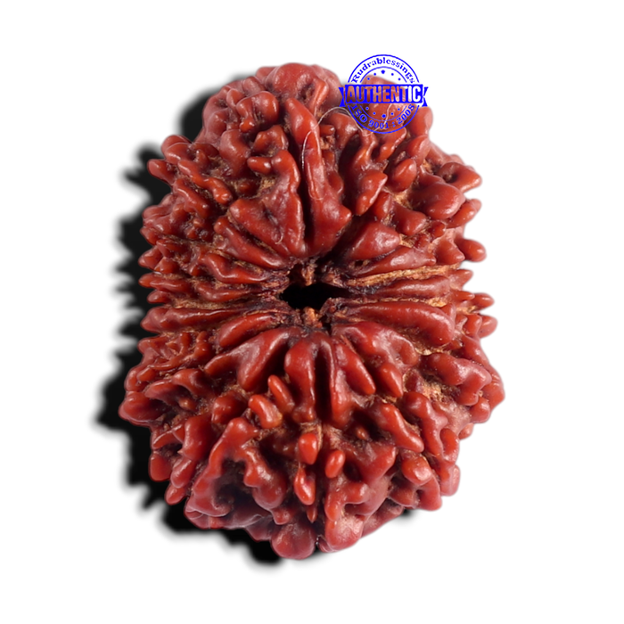 15 Mukhi Rudraksha from Nepal - Bead No. 28