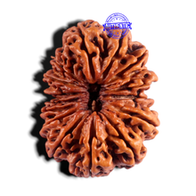 Load image into Gallery viewer, 15 Mukhi Rudraksha from Nepal - Bead No. 30
