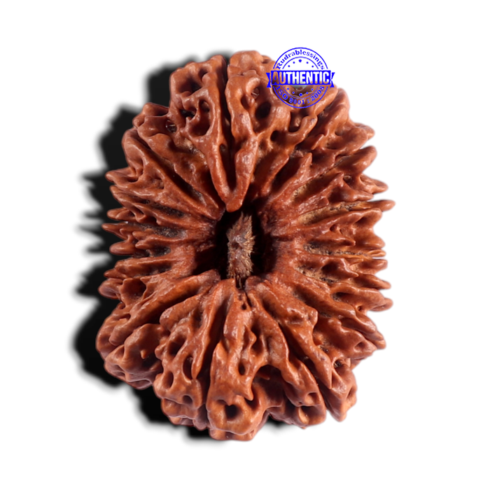 15 Mukhi Rudraksha from Nepal - Bead No. 31