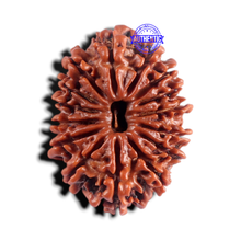 Load image into Gallery viewer, 15 Mukhi Rudraksha from Nepal - Bead No. 35
