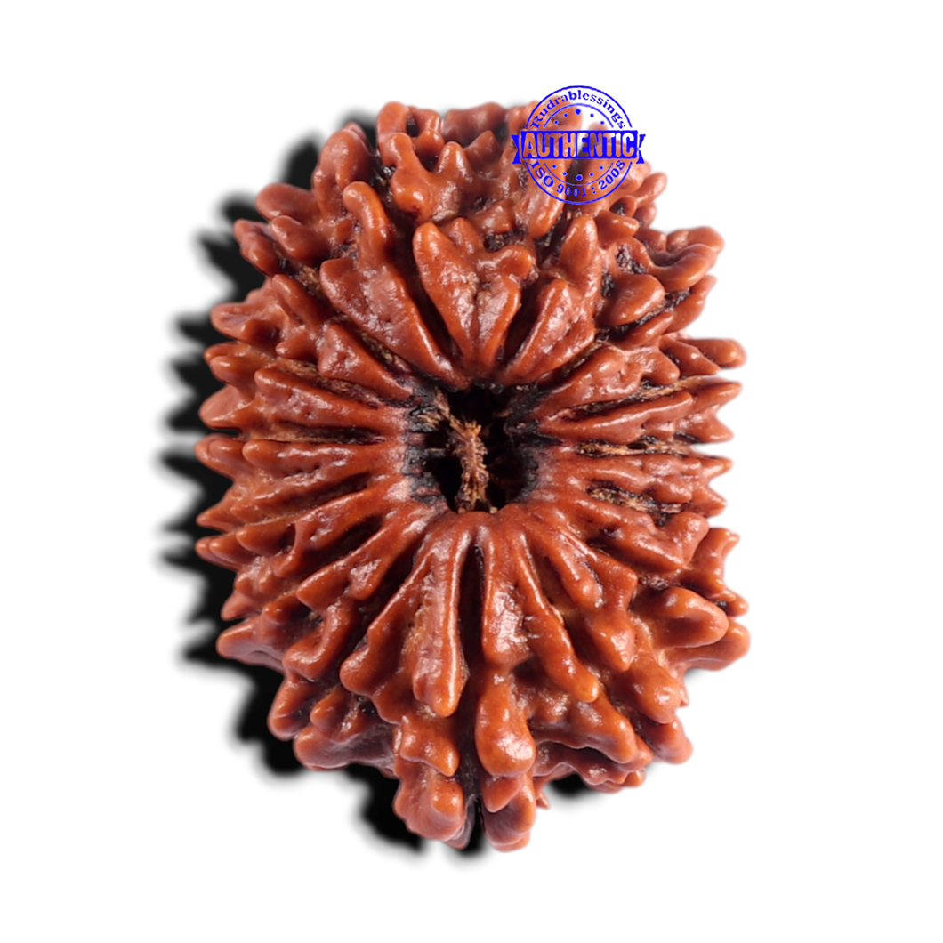 15 Mukhi Rudraksha from Nepal - Bead No. 40