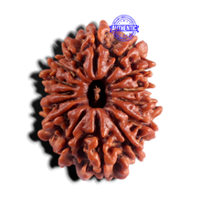 Load image into Gallery viewer, 15 Mukhi Rudraksha from Nepal - Bead No. 71
