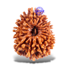 Load image into Gallery viewer, 16 Mukhi Rudraksha from Nepal - Bead No. 122
