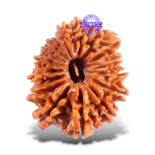Load image into Gallery viewer, 16 Mukhi Rudraksha from Nepal - Bead No. 123
