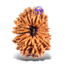 Load image into Gallery viewer, 16 Mukhi Rudraksha from Nepal - Bead No. 125

