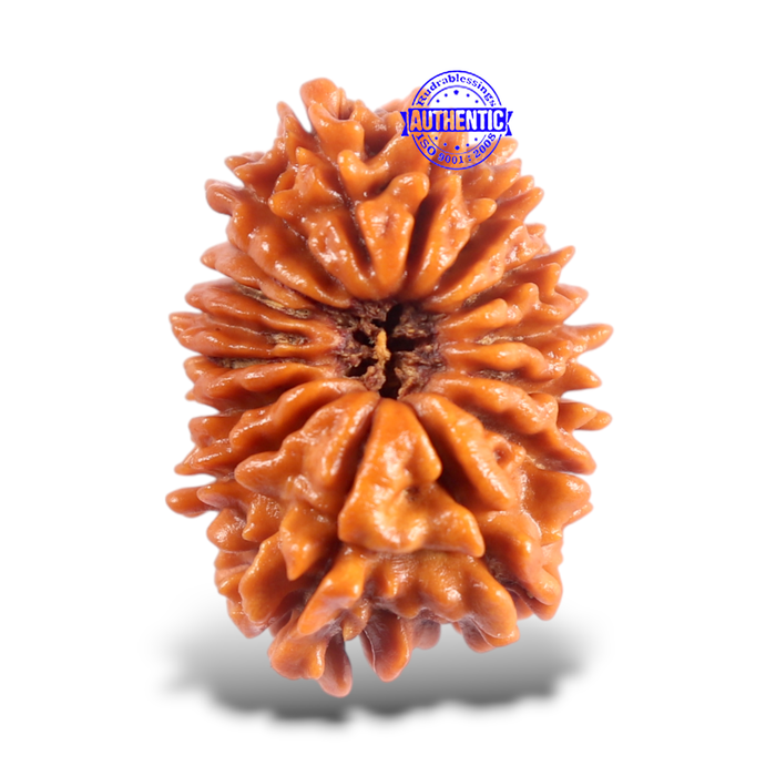 16 Mukhi Rudraksha from Nepal - Bead No. 126