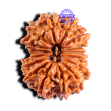 Load image into Gallery viewer, 16 Mukhi Rudraksha from Nepal - Bead No. 108
