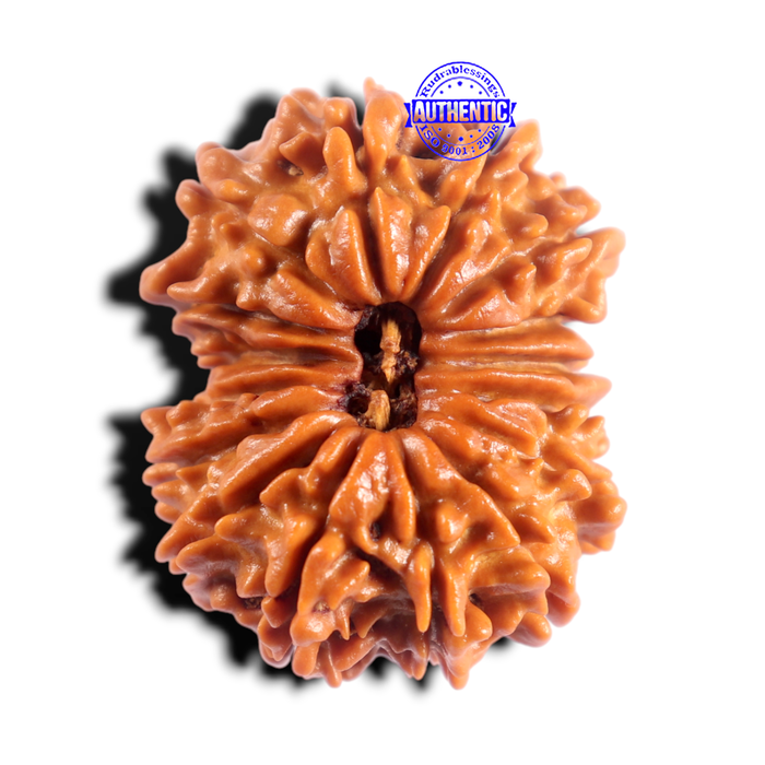 16 Mukhi Rudraksha from Nepal - Bead No. 108