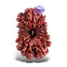 Load image into Gallery viewer, 16 Mukhi Rudraksha from Nepal - Bead No. 45
