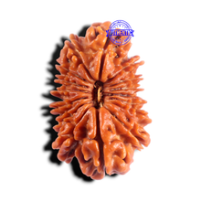 Load image into Gallery viewer, 16 Mukhi Rudraksha from Nepal - Bead No. 107
