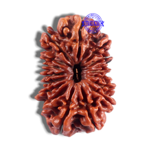 Load image into Gallery viewer, 16 Mukhi Rudraksha from Nepal - Bead No.36
