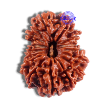 Load image into Gallery viewer, 16 Mukhi Rudraksha from Nepal - Bead No. 26
