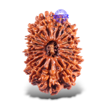 Load image into Gallery viewer, 16 Mukhi Rudraksha from Nepal - Bead No. 63
