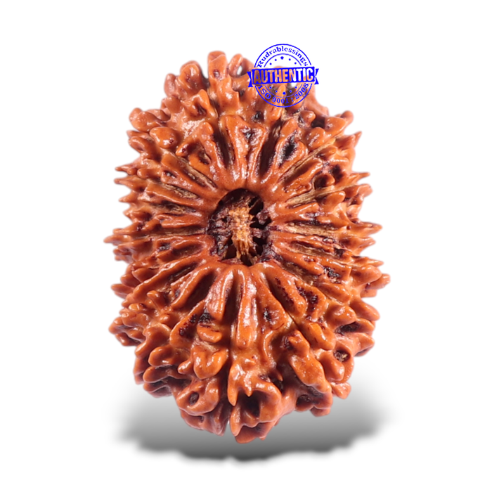 16 Mukhi Rudraksha from Nepal - Bead No. 63