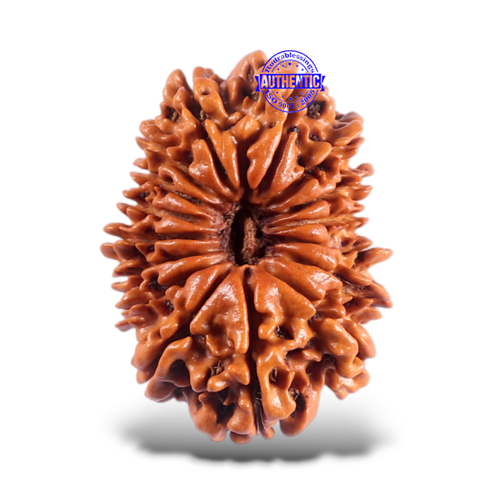 16 Mukhi Rudraksha from Nepal - Bead No. 65