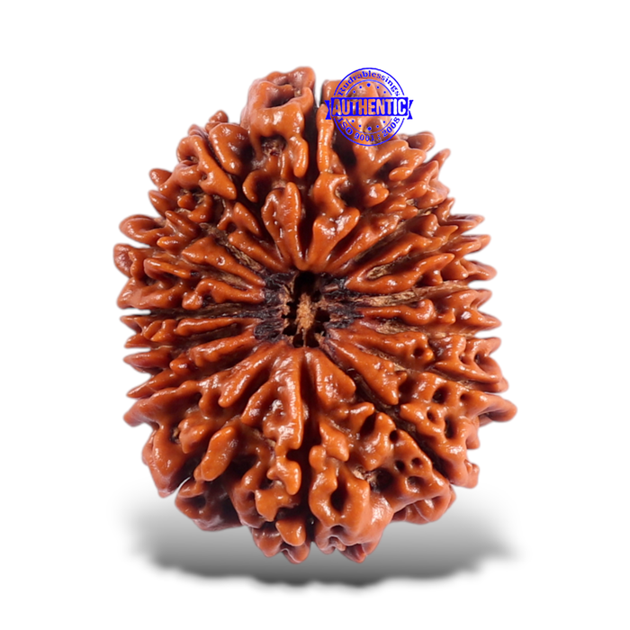 16 Mukhi Rudraksha from Nepal - Bead No. 70