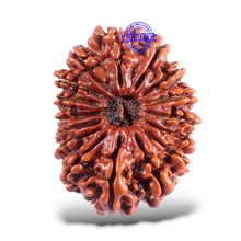 Load image into Gallery viewer, 16 Mukhi Rudraksha from Nepal - Bead No. 56
