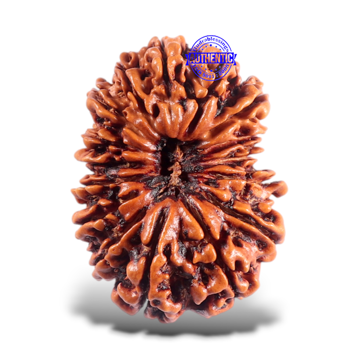 16 Mukhi Rudraksha from Nepal - Bead No. 54
