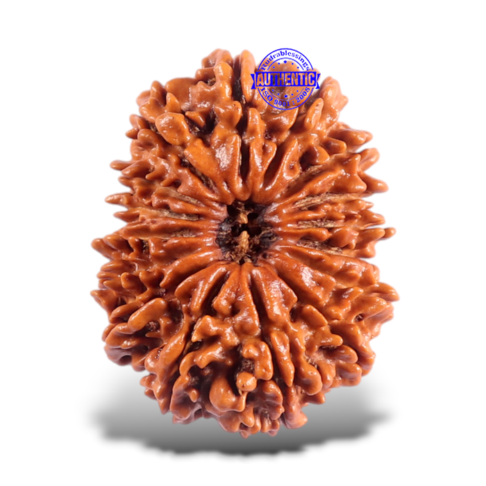 16 Mukhi Rudraksha from Nepal - Bead No. 67