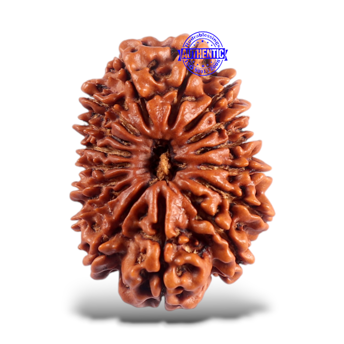 16 Mukhi Rudraksha from Nepal - Bead No. 75