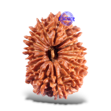 Load image into Gallery viewer, 16 Mukhi Rudraksha from Nepal - Bead No. 78
