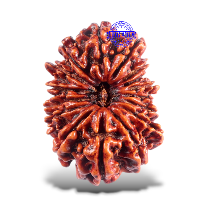 16 Mukhi Rudraksha from Nepal - Bead No. 50