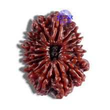 Load image into Gallery viewer, 16 Mukhi Rudraksha from Nepal - Bead No. 40
