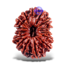 Load image into Gallery viewer, 16 Mukhi Rudraksha from Nepal - Bead No. 53
