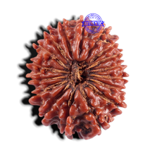 Load image into Gallery viewer, 17 Mukhi Nepalese Rudraksha - Bead No. 21

