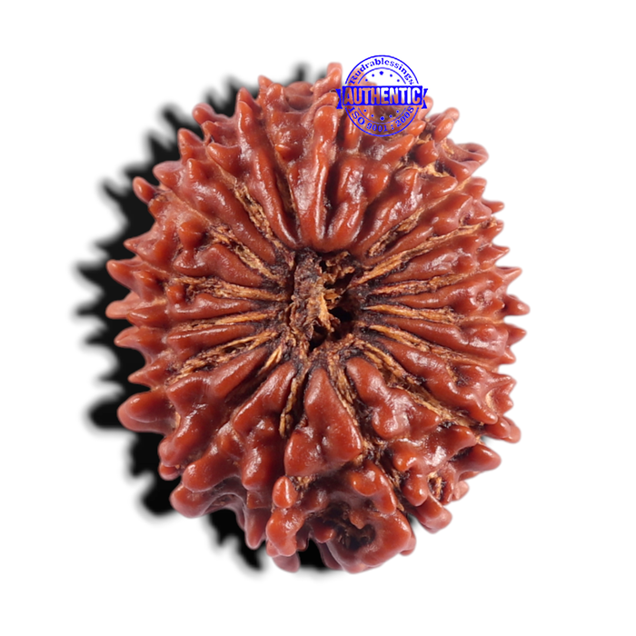 17 Mukhi Nepalese Rudraksha - Bead No. 21