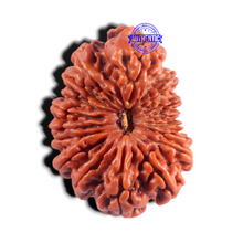 Load image into Gallery viewer, 17 Mukhi Nepalese Rudraksha - Bead No. 61
