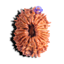 Load image into Gallery viewer, 20 Mukhi Nepalese Rudraksha - Bead No. 13
