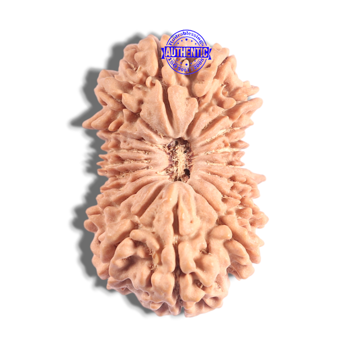 18 Mukhi Ganesh Rudraksha from Nepal - Bead No. 61