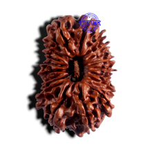 Load image into Gallery viewer, 18 Mukhi Rudraksha from Nepal - Bead No. 56
