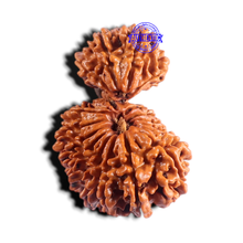 Load image into Gallery viewer, 19 Mukhi Gaurishankar Nepalese Rudraksha - Bead No 16
