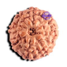 Load image into Gallery viewer, 9 Mukhi Rudraksha from Indonesia - Bead No. 246
