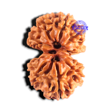 Load image into Gallery viewer, Gaurishanker Nepalese Rudraksha Bead No. - 260
