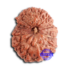 Load image into Gallery viewer, 16 Mukhi Rudraksha from Indonesia - Bead No 286
