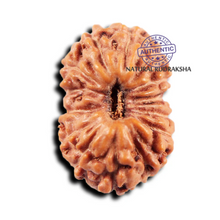 Load image into Gallery viewer, 15 Mukhi Indonesian Rudraksha - Bead No.269
