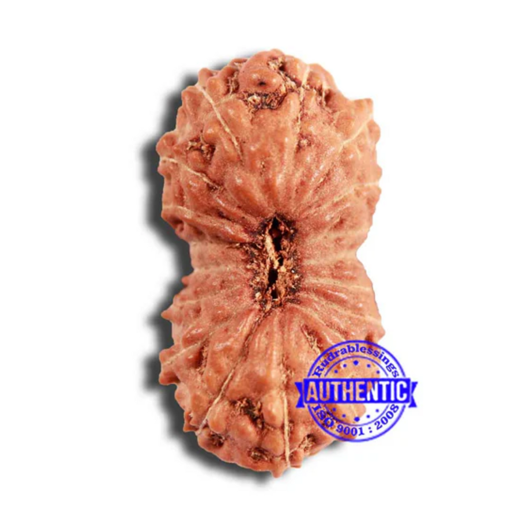 18 Mukhi Rudraksha from Indonesia - Bead No. 218