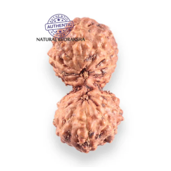 17 Mukhi Gaurishankar Rudraksha from Indonesia - Bead No. 269