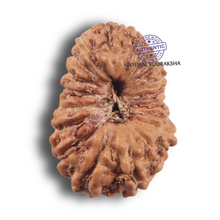 Load image into Gallery viewer, 19 Mukhi Indonesian Rudraksha - Bead 181
