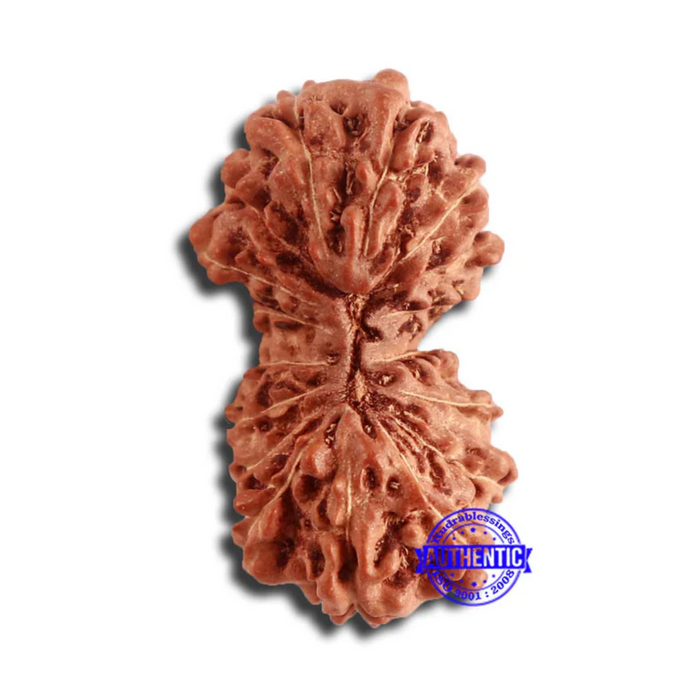 17 Mukhi Gaurishankar Rudraksha from Indonesia - Bead No. 164