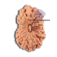 Load image into Gallery viewer, 18 Mukhi Rudraksha from Indonesia - Bead No. 120
