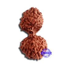 Load image into Gallery viewer, 17 Mukhi Gaurishankar Rudraksha from Indonesia - Bead No. 162
