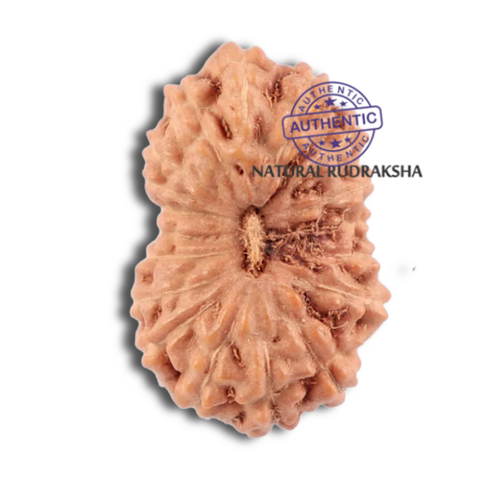 18 Mukhi Rudraksha from Indonesia - Bead No. 120